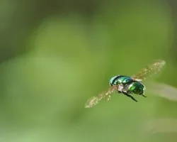 Mosca metálica 