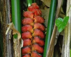 Heliconia imbricata