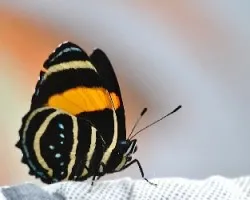 Callicore lyca aerias  