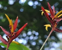 Heliconia wilsonii