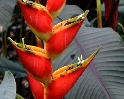 Heliconia stricta