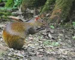 Dasyprocta punctata