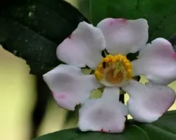 Blakea granatensis