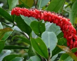Norantea guianensis