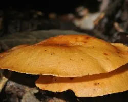 Hongo amarillo