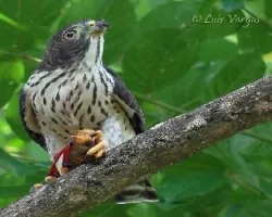 Harpagus bidentatus