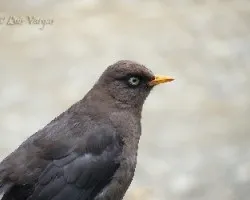 Turdus nigrescens