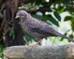 Turdus nigrescens