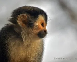 Saimiri oerstedii