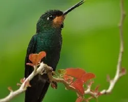 Heliodoxa jacula