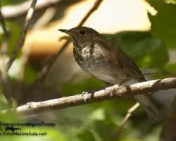 Catharus ustulatus