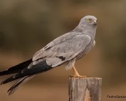 Montagu
