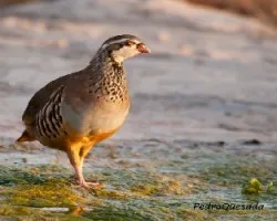 Alectoris rufa