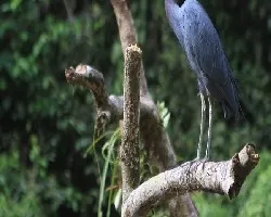 Egretta caerulea