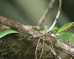 Oxybelis fulgidus
