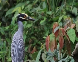 Nyctanassa violacea