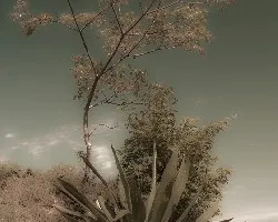Maguey