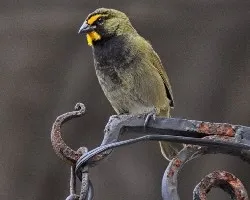 Tiaris olivaceus