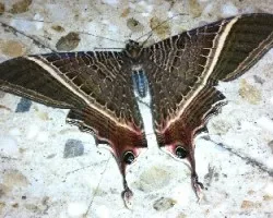 Mariposa