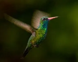 Chlorostilbon aureoventris