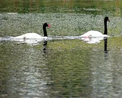 Cygnus melanocorypha