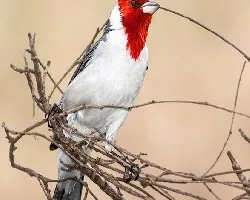 Paroaria coronata