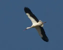 Ciconia ciconia