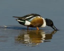 Anas clypeata