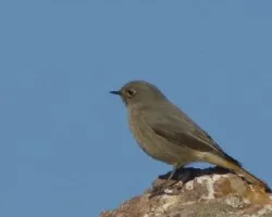 Phoenicurus ochruros