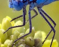 azul