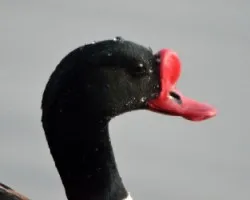 Tadorna tadorna