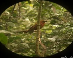 Habia fuscicauda