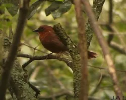 Habia fuscicauda