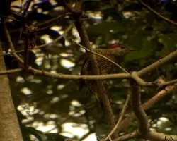 Colaptes aeruginosus