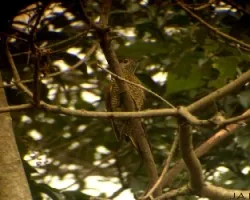 Colaptes aeruginosus