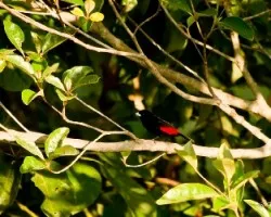 Ramphocelus costaricensis
