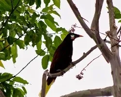 Psarocolius montezuma