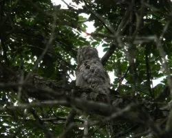 Nyctibius jamaicensis