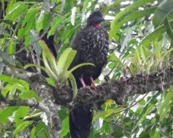 Penelope purpurascens