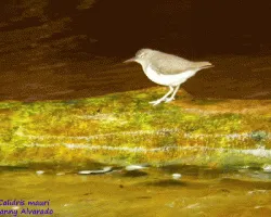 Calidris minutilla