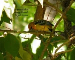 Icterus pustulatus