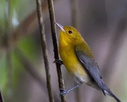 Protonotaria citrea