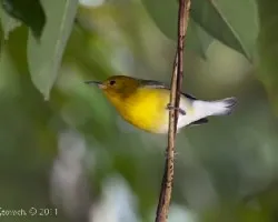 Protonotaria citrea