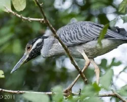 Nyctanassa violacea
