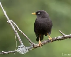 Turdus nigrescens