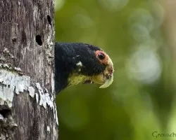 Pionus senilis