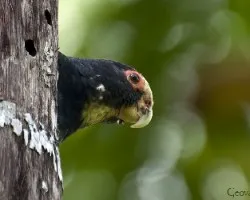 Pionus senilis