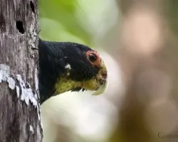 Pionus senilis