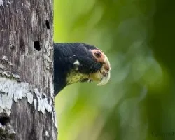 Pionus senilis