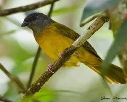 Eucometis penicillata